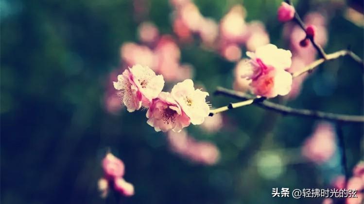 梅花著名诗词大全（林和靖梅花诗八首）