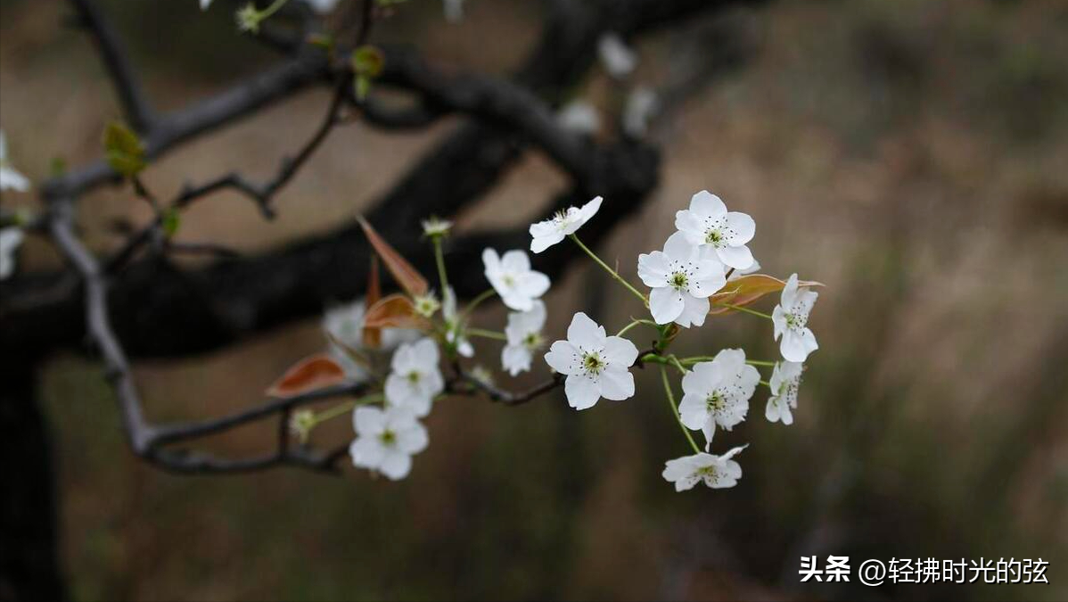 点绛唇经典诗词大全，七首《点绛唇》