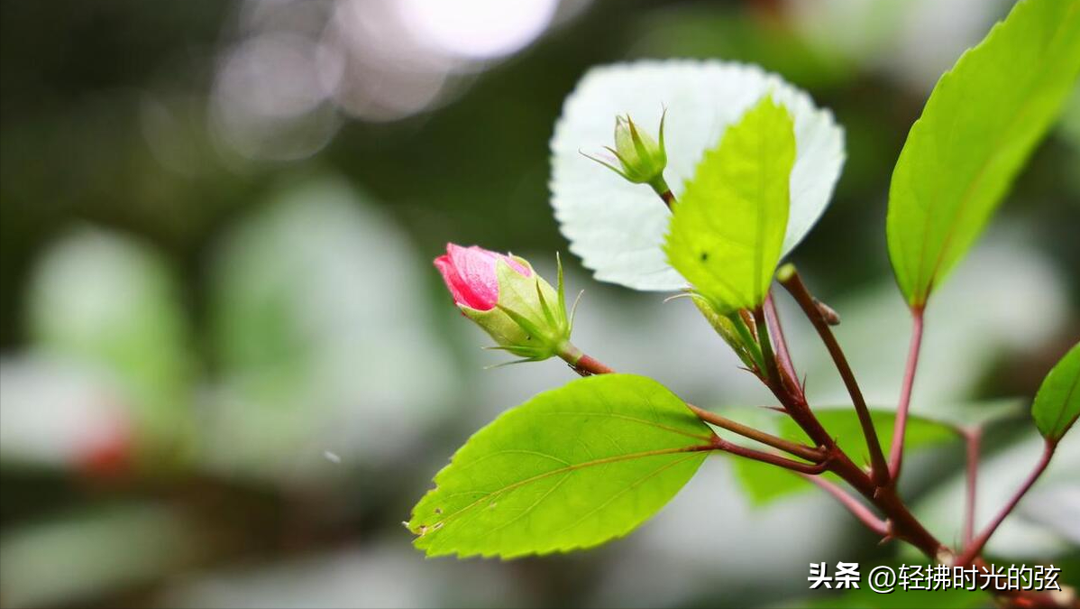 云横秦岭，雪拥蓝关（韩愈经典唐诗六首）