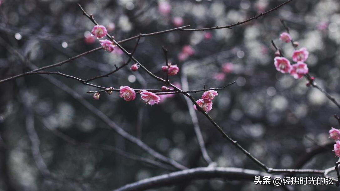 清平乐经典诗词有哪些，《清平乐》六首