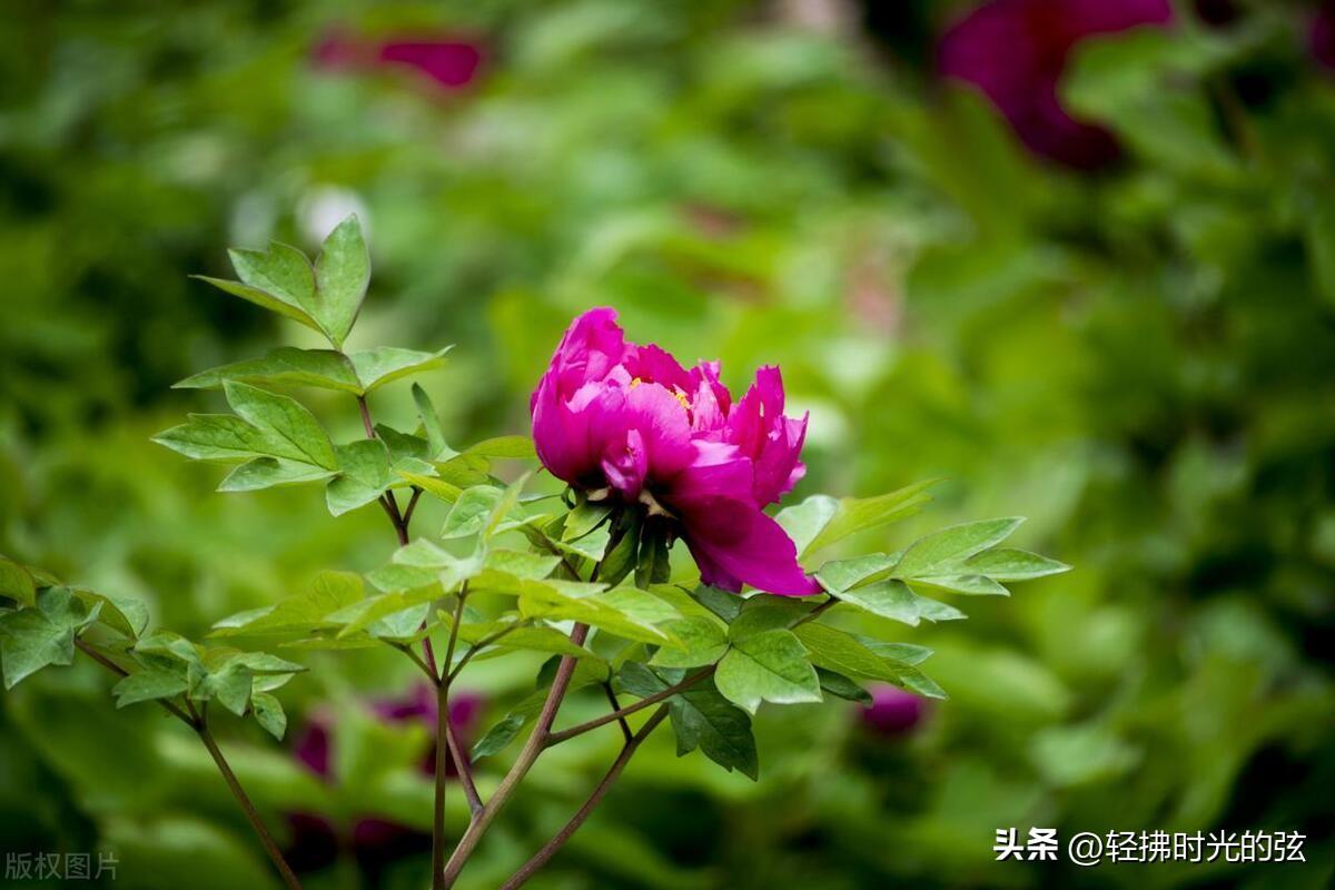 浣溪沙经典诗词集锦，六首优美《浣溪沙》