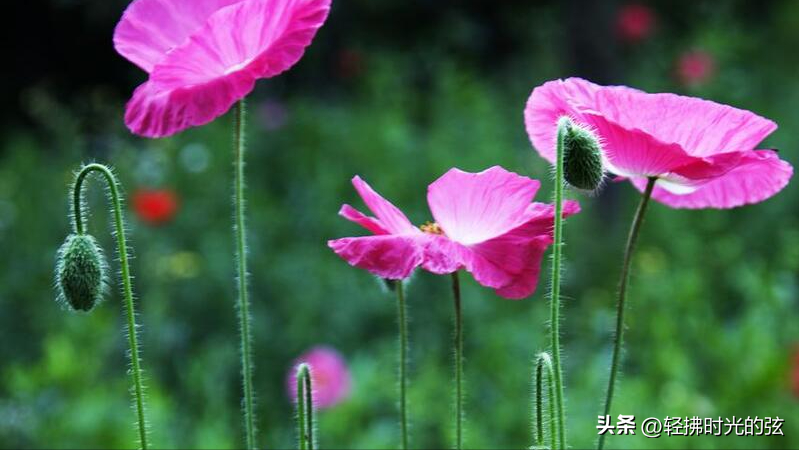 虞美人经典著名诗句，六首《虞美人》