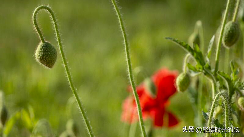 虞美人经典著名诗句，六首《虞美人》