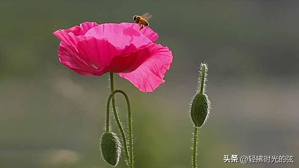 虞美人经典著名诗句，六首《虞美人》