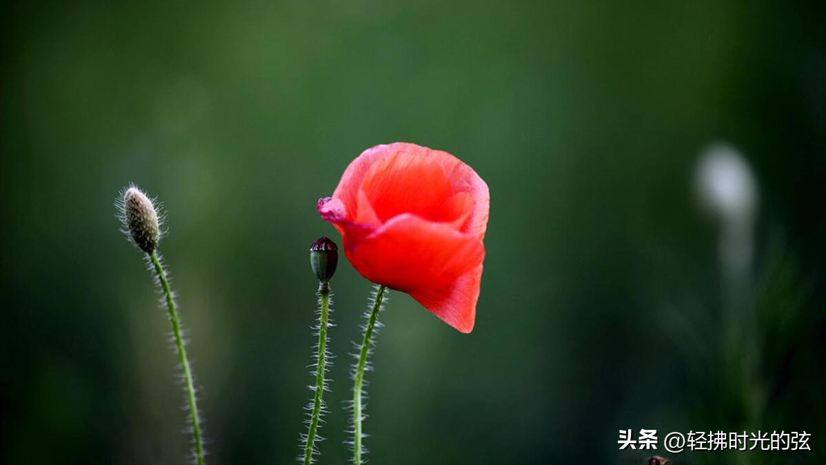 虞美人经典著名诗句，六首《虞美人》