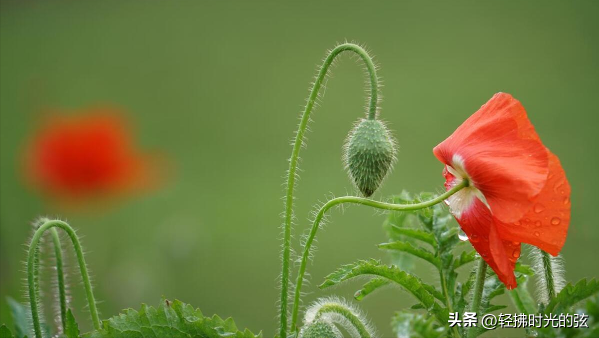 虞美人经典著名诗句，六首《虞美人》