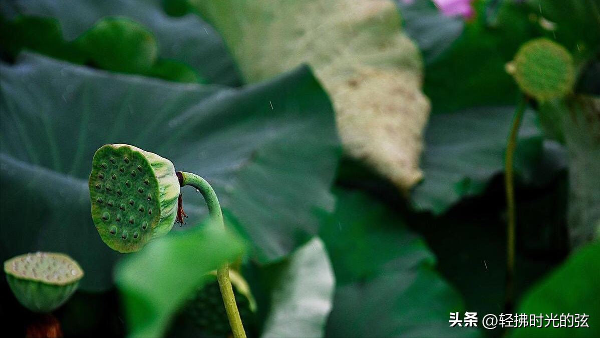 夏日著名诗词名句（十首夏日雨后诗词）