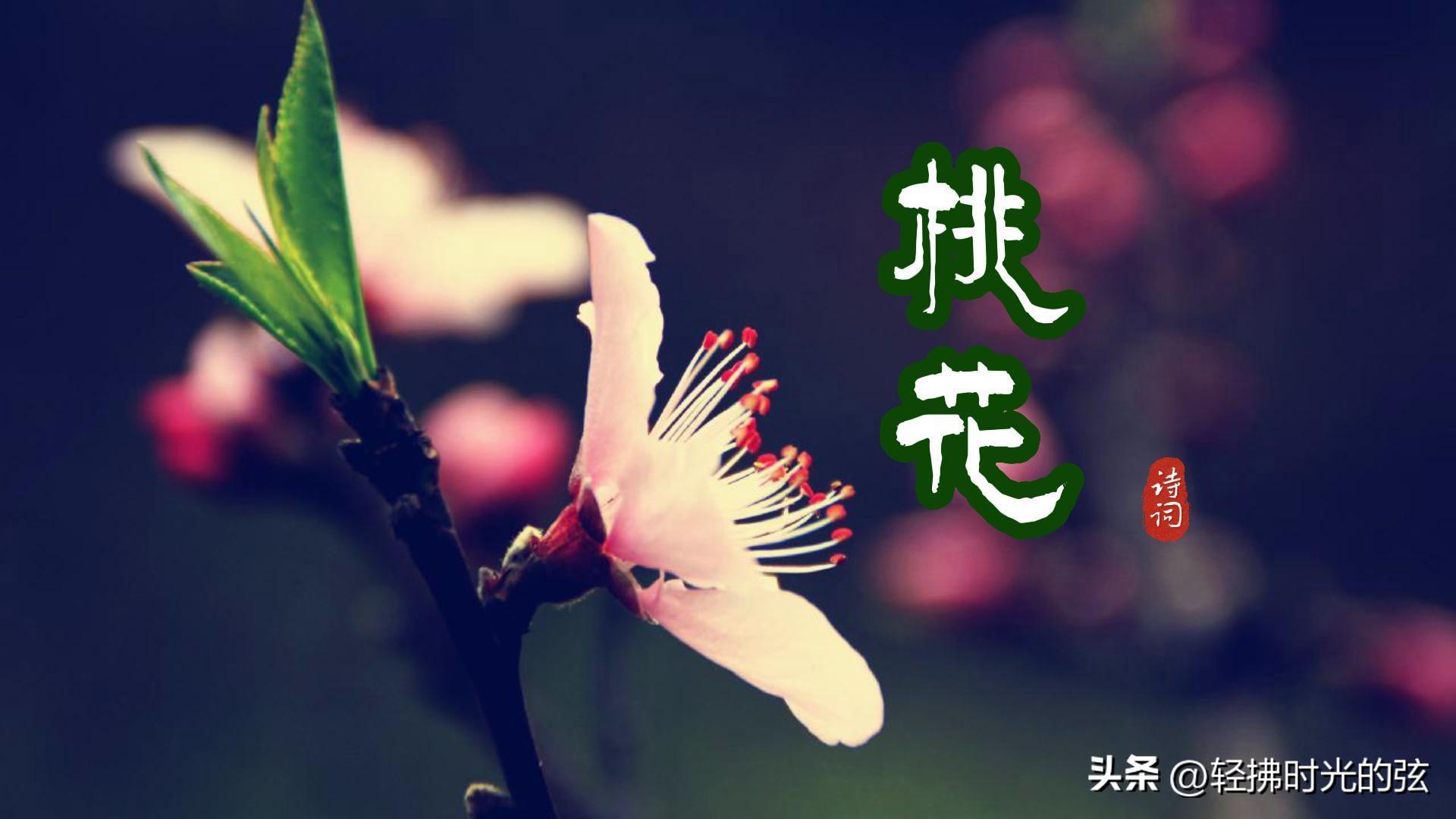 桃花著名诗词大全（八首桃花经典古诗）