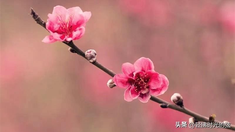 桃花著名诗词大全（八首桃花经典古诗）