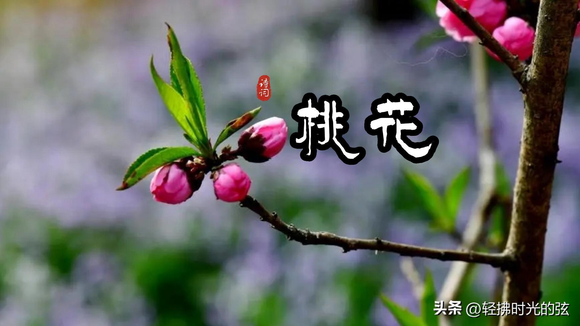 桃花著名诗词大全（八首桃花经典古诗）