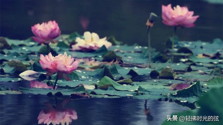 荷花烟雨经典诗词（11首清丽唯美荷花诗）