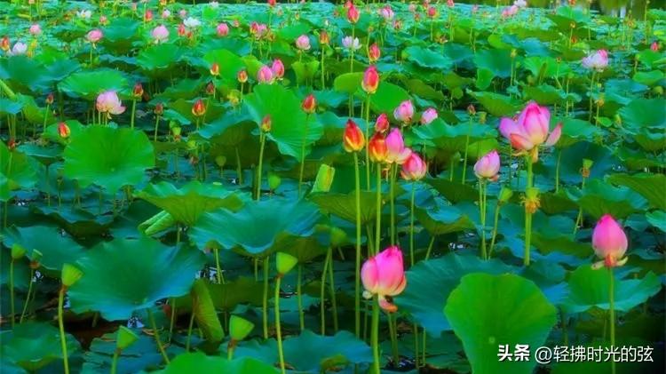 荷花烟雨经典诗词（11首清丽唯美荷花诗）