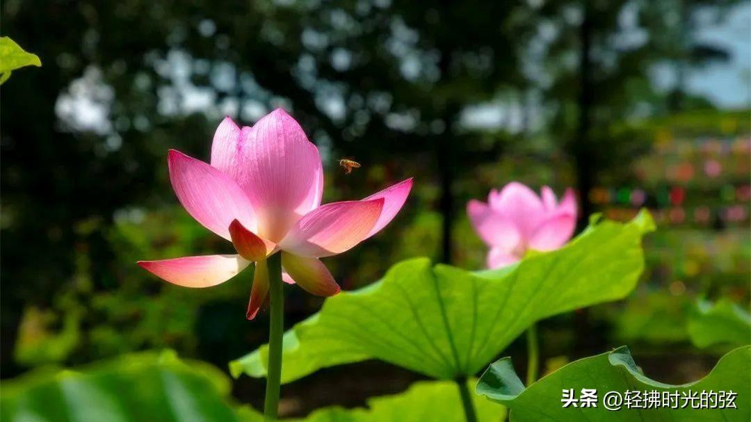 荷花烟雨经典诗词（11首清丽唯美荷花诗）