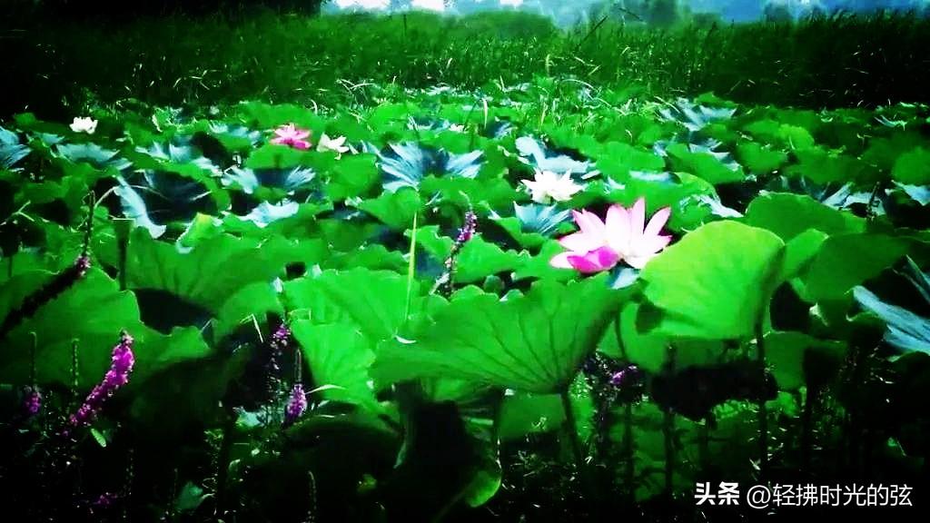 荷花烟雨经典诗词（11首清丽唯美荷花诗）