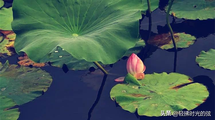 荷花烟雨经典诗词（11首清丽唯美荷花诗）