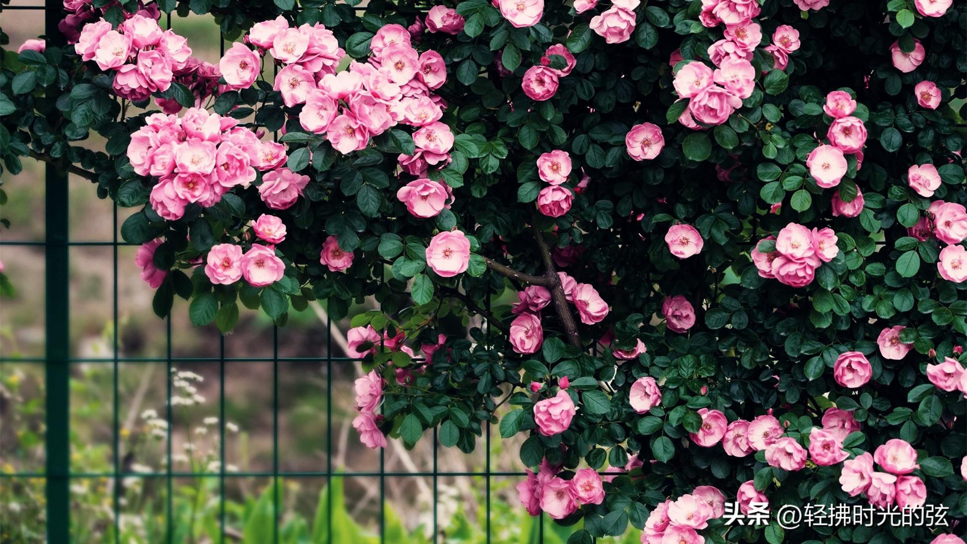 蔷薇青梅经典诗词鉴赏（初夏已至，蔷薇花开）