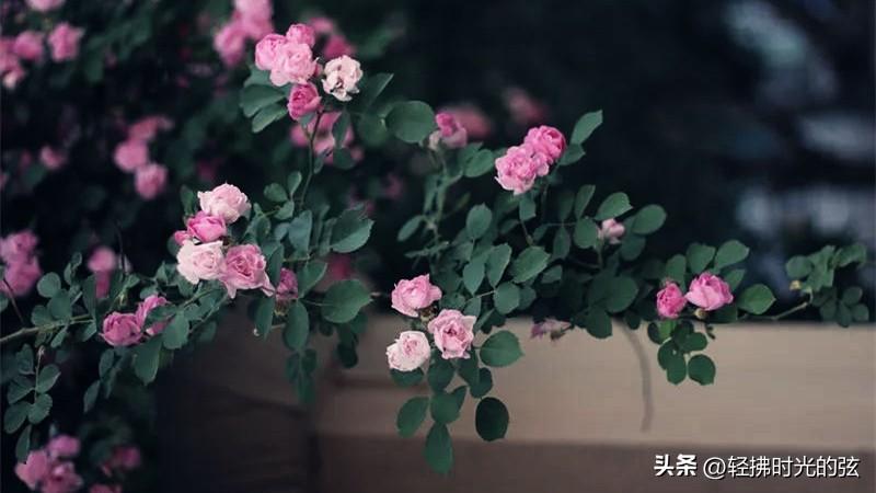 蔷薇青梅经典诗词鉴赏（初夏已至，蔷薇花开）