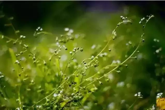 立夏节气古诗词赏析（绿树村边合，青山郭外斜）