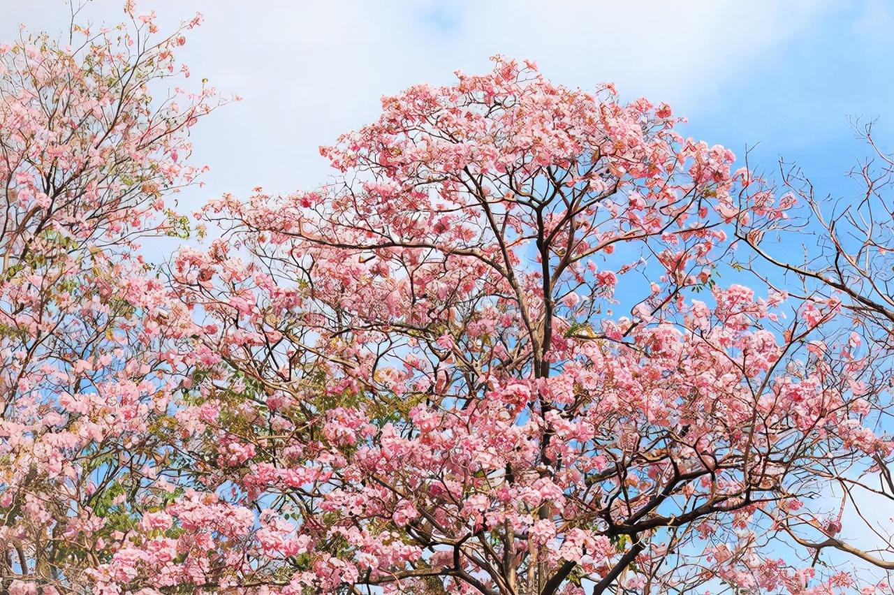 赏花唯美古诗大全（16首经典赏花诗词）