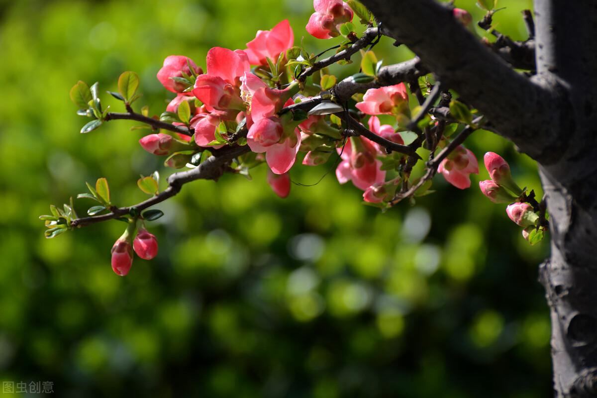 赏花唯美古诗大全（16首经典赏花诗词）