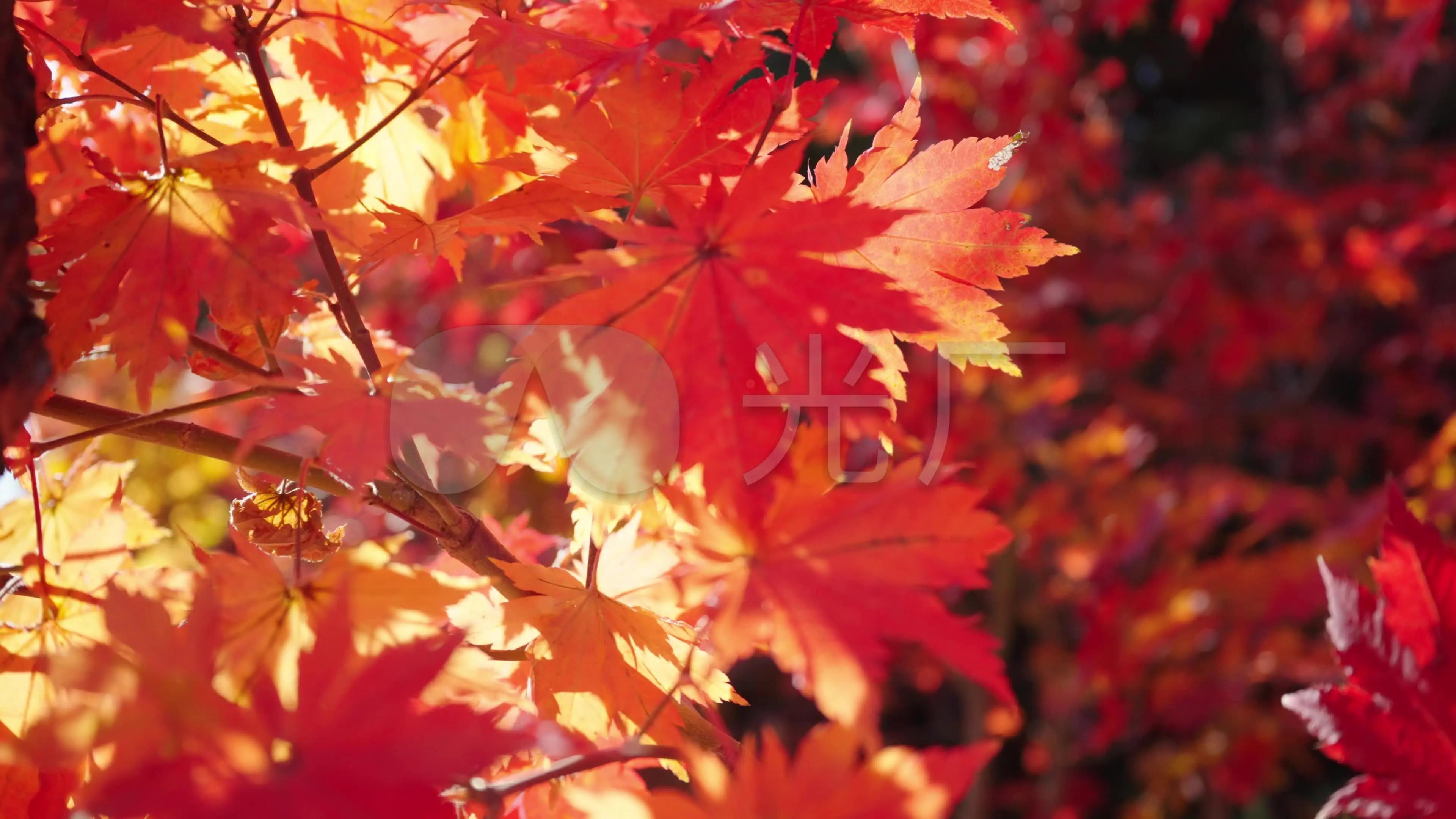 春风吹绿桃花妍，万里长安日月（100首春风七言绝句）