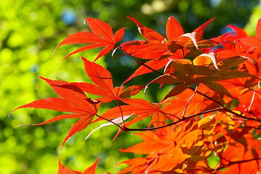 春风吹绿桃花妍，万里长安日月（100首春风七言绝句）