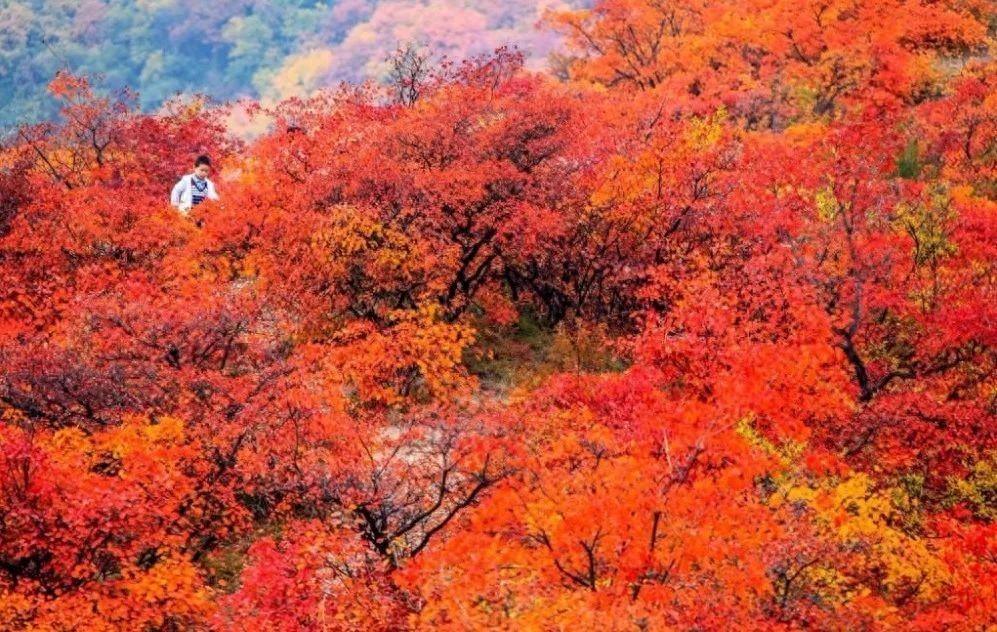 春风吹绿桃花妍，万里长安日月（100首春风七言绝句）