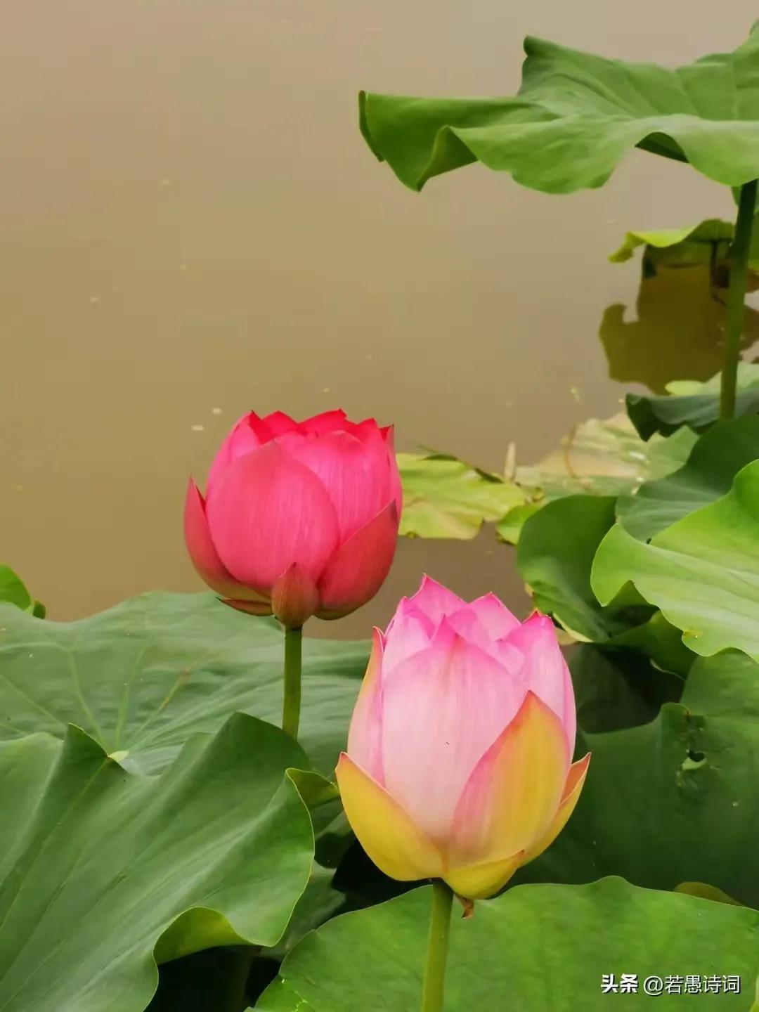 夏日唯美古诗大全（60首绝美的夏日诗词）