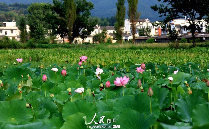 有关夏天的古诗词（29首绝美夏日古诗）