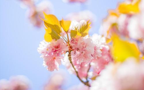 关于写花的优美的句子（《花开绚烂，情动乾坤》）