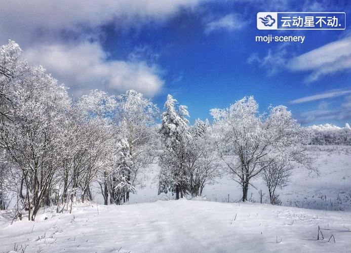 有关写冬天景色的唯美句子八十句的句子有哪些（雪花飘落，美景无限）