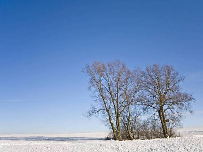 有关写冬天景色的唯美句子八十句的句子有哪些（雪花飘落，美景无限）