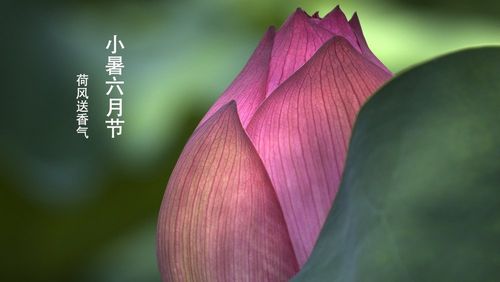 有关小暑祝福语句子简短2023的短句（祝福暑日温暖）