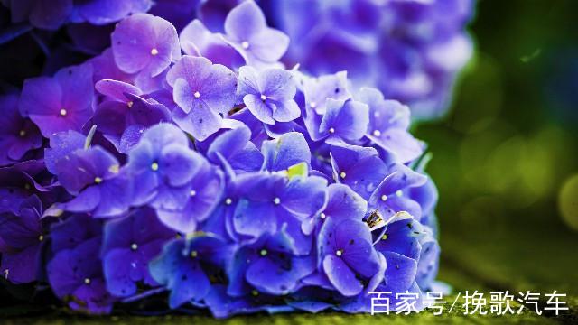 关于鲜花句子（鲜花的唯美传说）