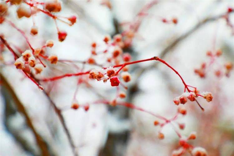 下雪时发的唯美短句朋友圈（浪漫雪景下，感受生命美好）