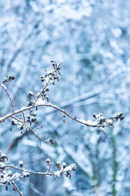 关于下雪时的好句（雪落静夜，美丽无限）