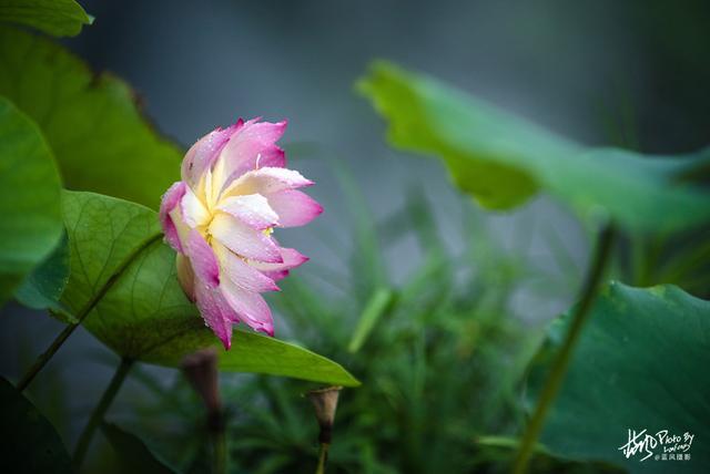 下雨的有意境的短句子30句,值得一读（下雨的有意境）