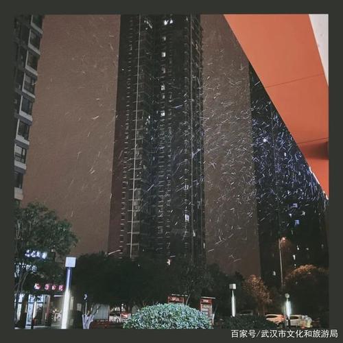 下雪了朋友圈短句（雪落人间，美景难忘）