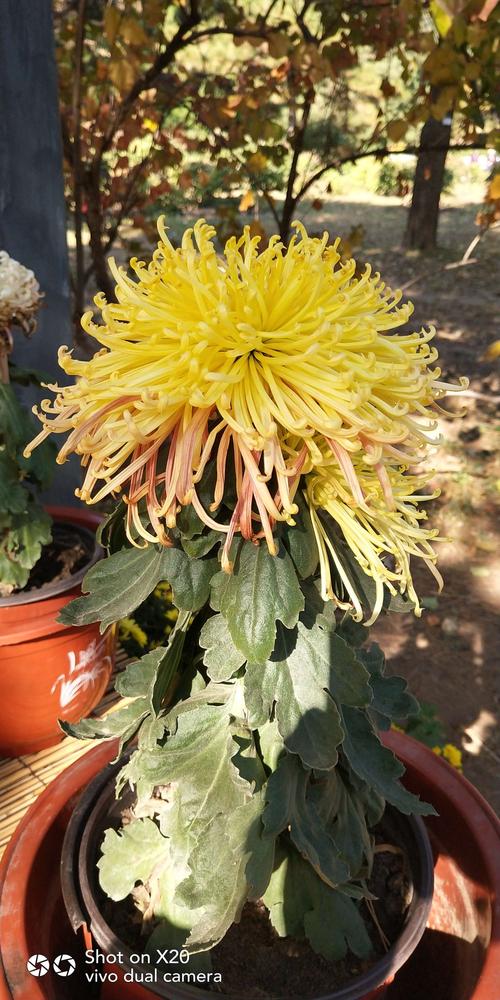 九九重阳节登高的唯美句子（赏秋意、寻芳菊，共同祝福“重阳节”）