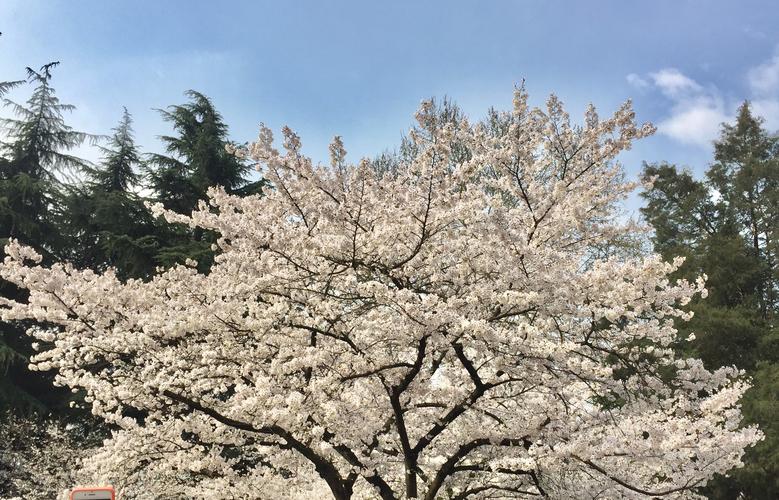 武大樱花的唯美短句（唤醒心中的花海梦）