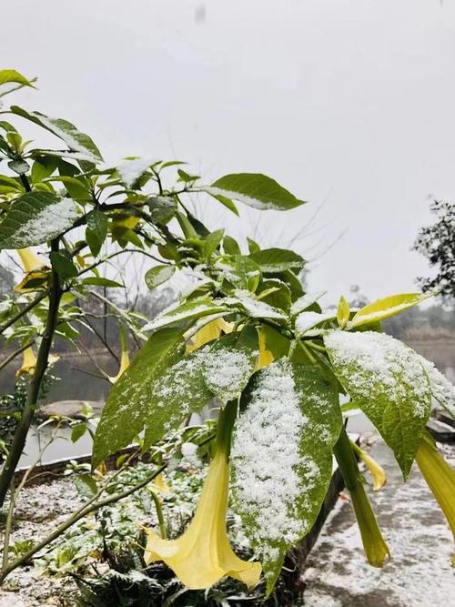 有关2023年第一场雪说说朋友圈好句的短句（《初雪》——梦境中的浪漫）