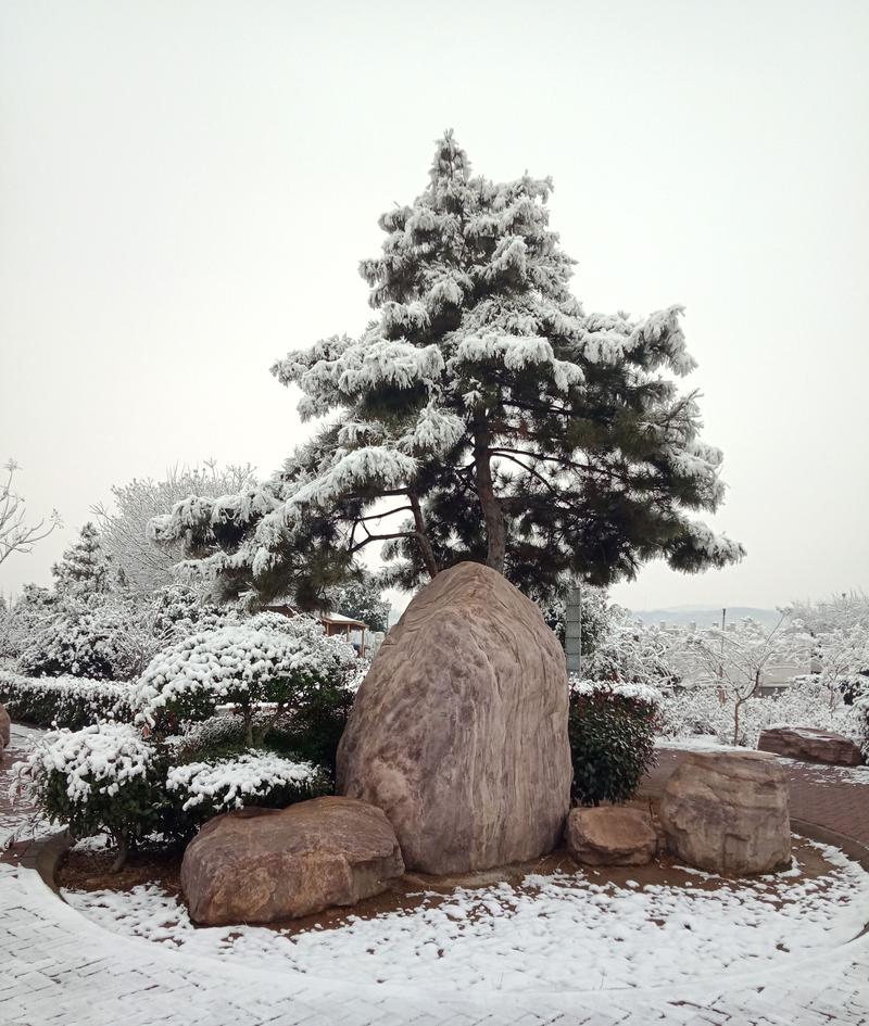 有关2023年第一场雪说说的好句有哪些（初雪飘落，似花瓣般的美丽）