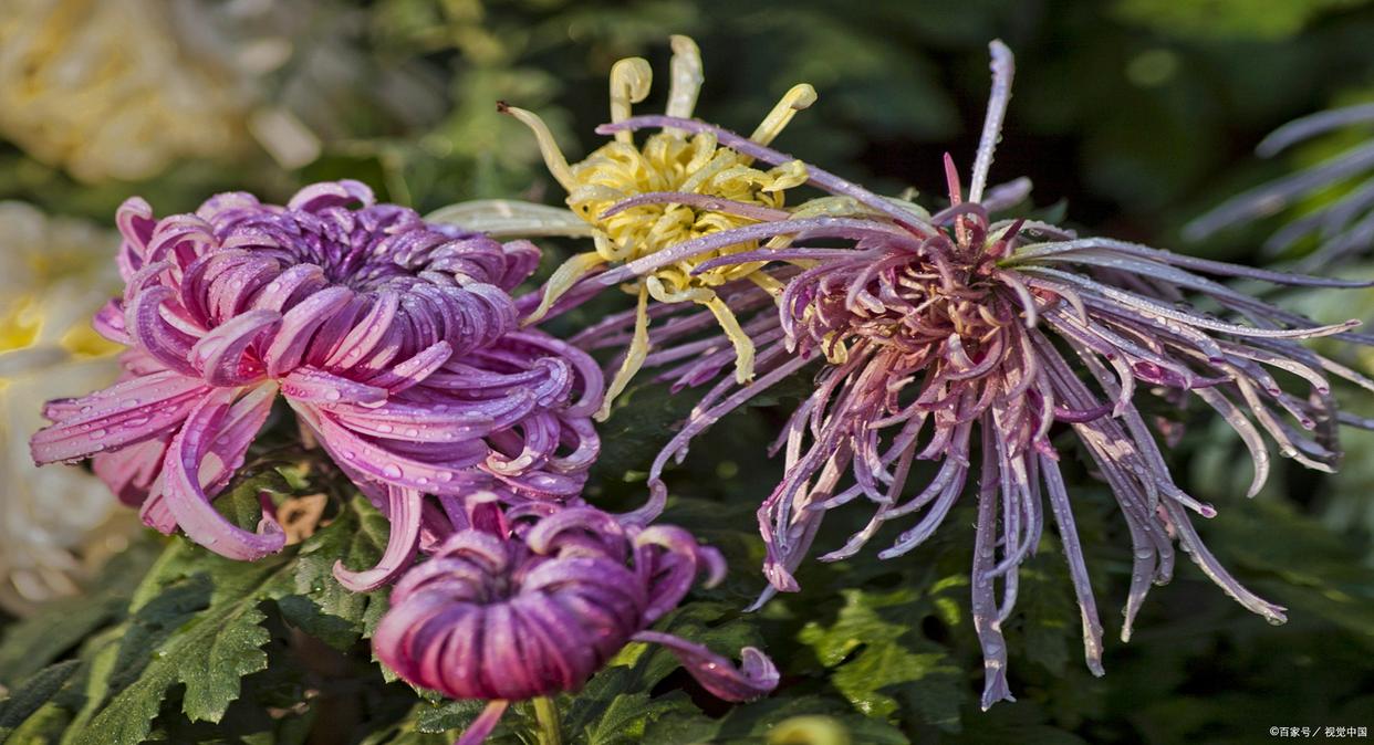 待到秋来九月八，我花开后百花杀（12首咏菊花诗词）