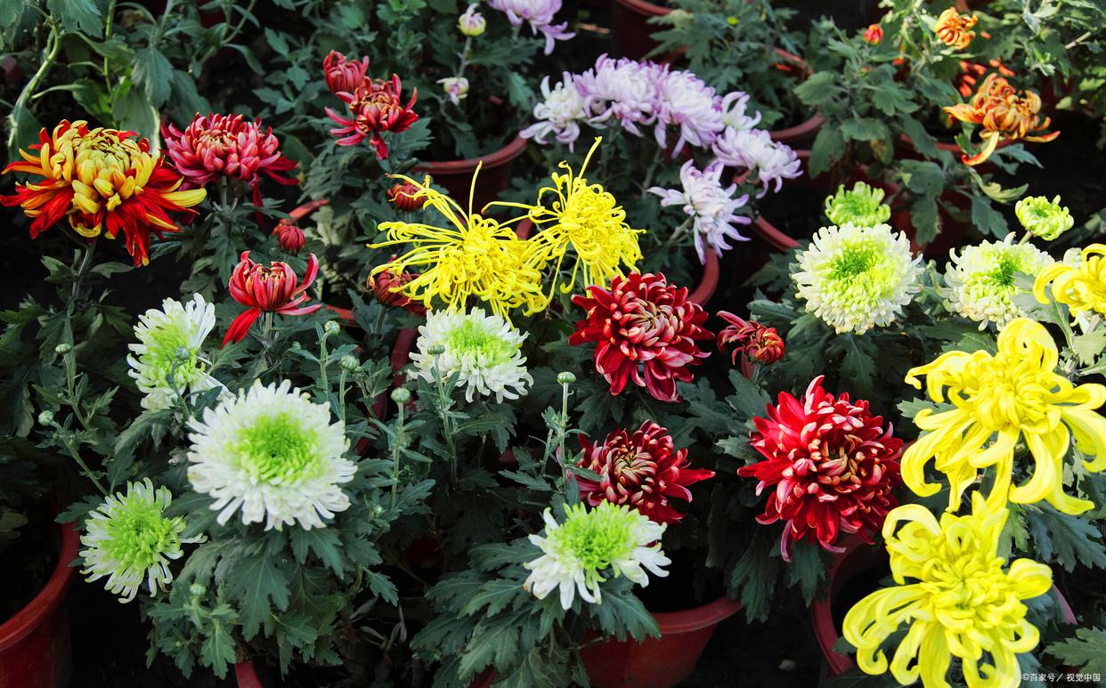 待到秋来九月八，我花开后百花杀（12首咏菊花诗词）