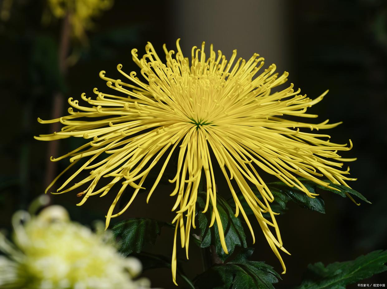 待到秋来九月八，我花开后百花杀（12首咏菊花诗词）