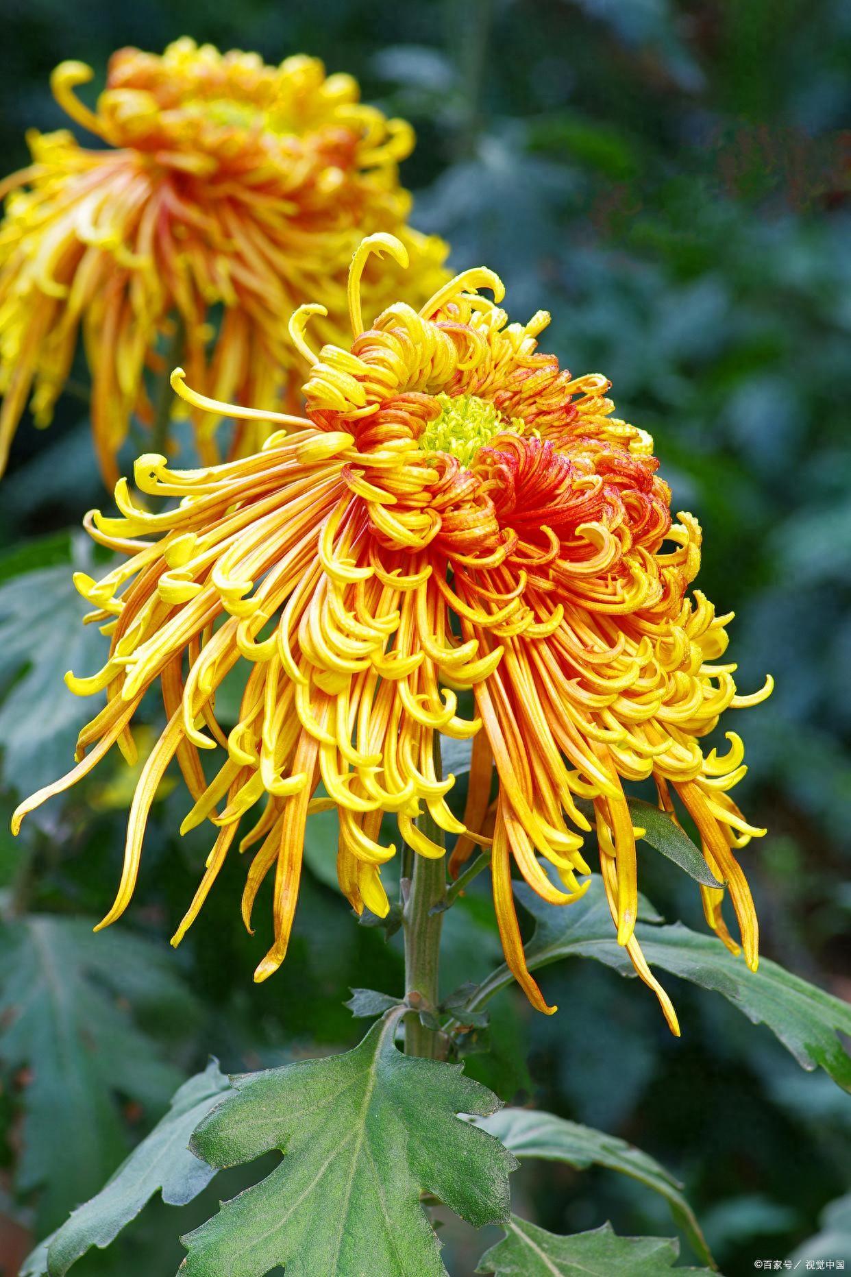 待到秋来九月八，我花开后百花杀（12首咏菊花诗词）