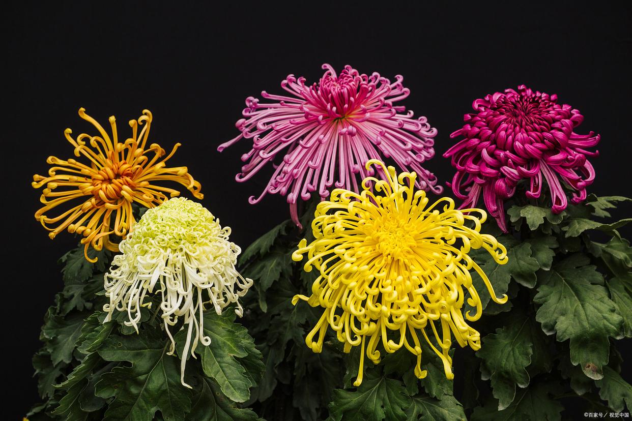 待到秋来九月八，我花开后百花杀（12首咏菊花诗词）