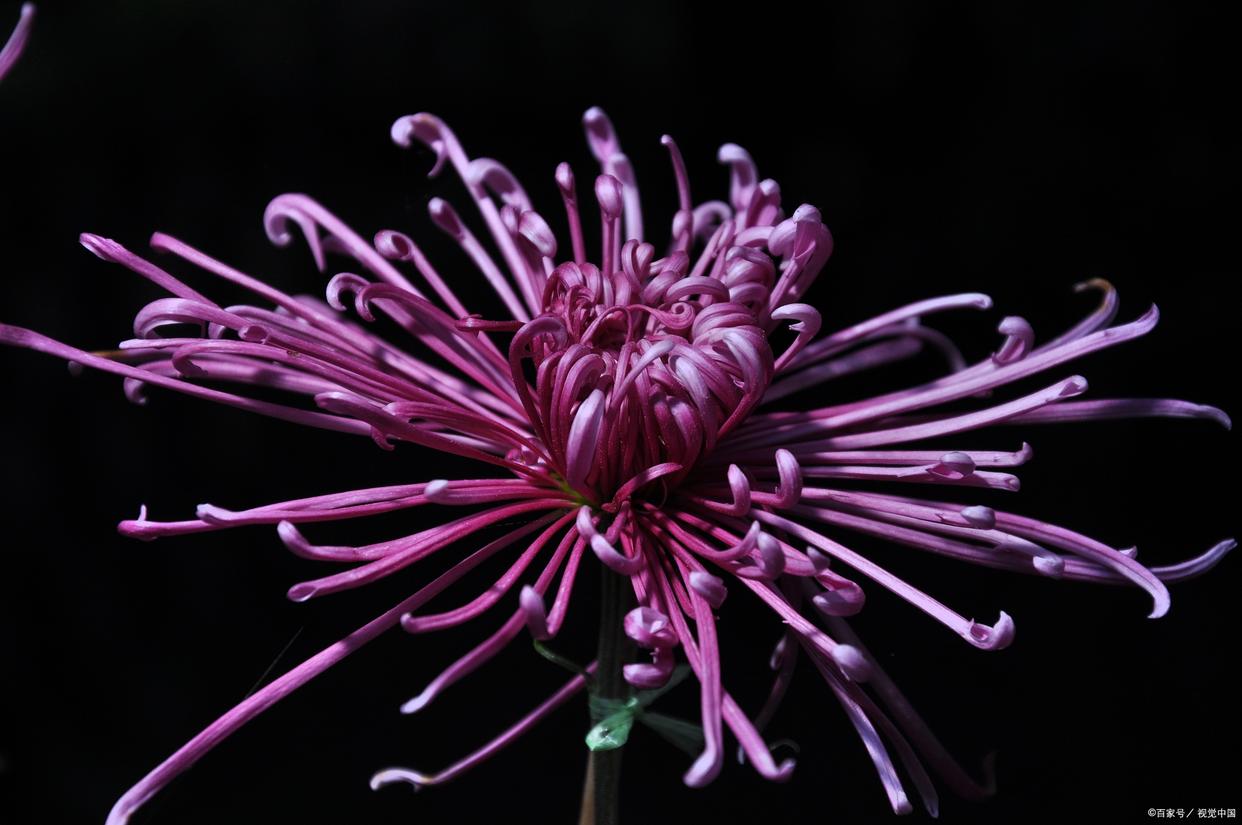 待到秋来九月八，我花开后百花杀（12首咏菊花诗词）