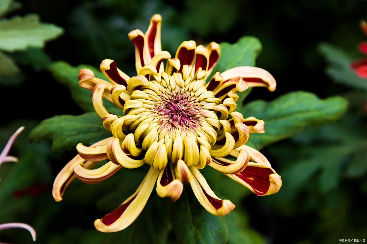 待到秋来九月八，我花开后百花杀（12首咏菊花诗词）