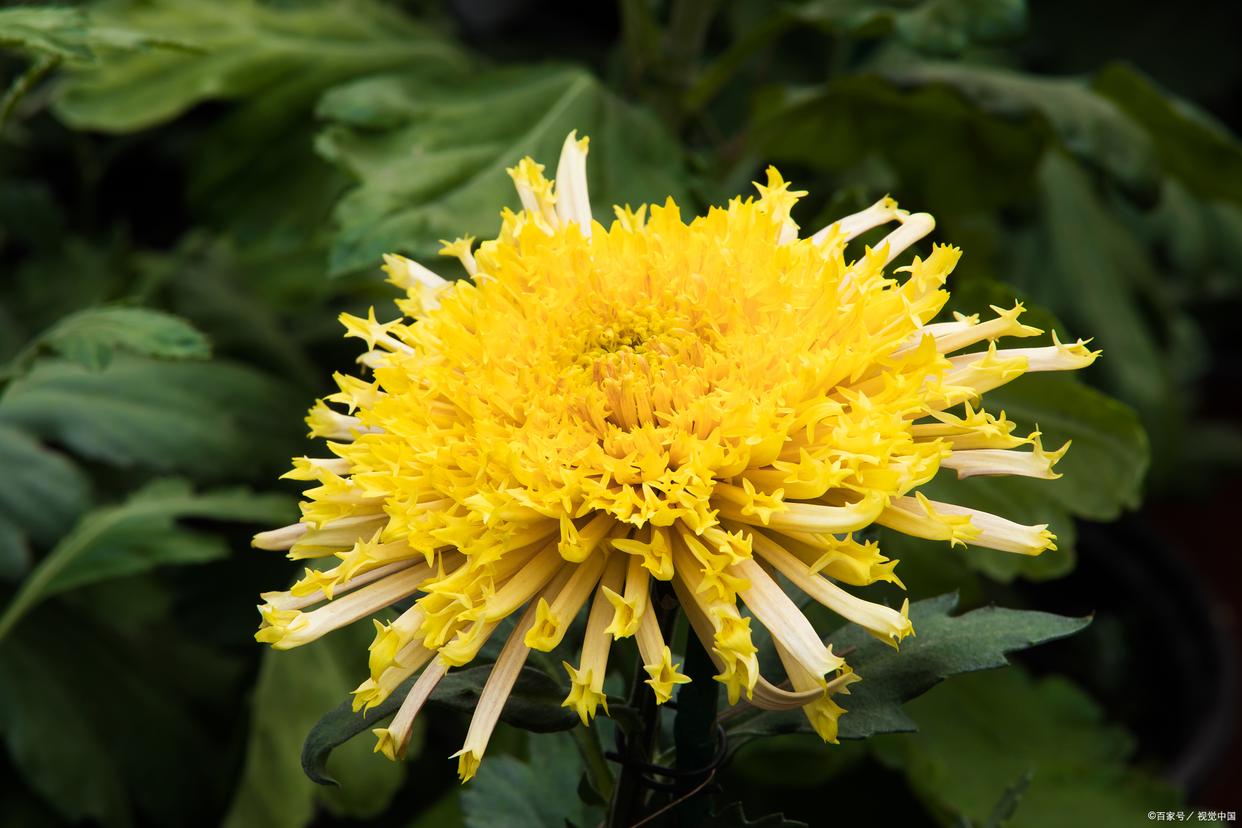 待到秋来九月八，我花开后百花杀（12首咏菊花诗词）